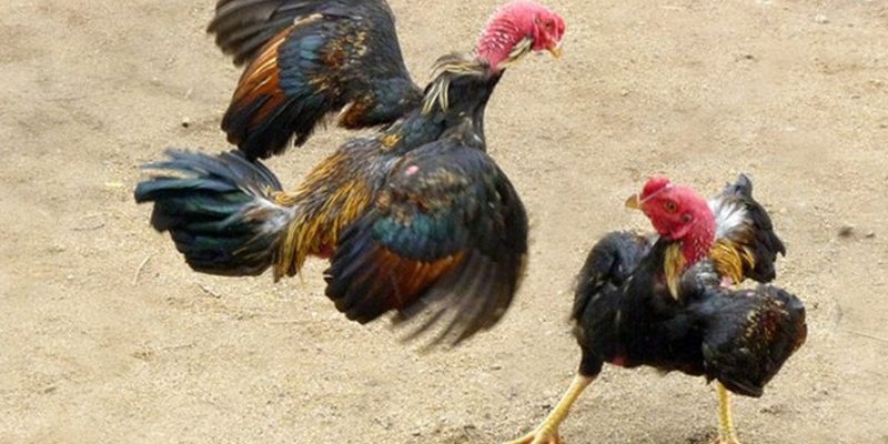 Cach-xem-vay-ga Cach-xem-vay-ga