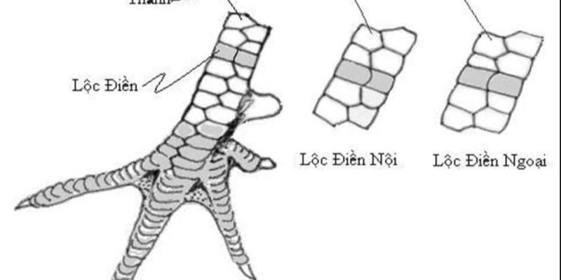 Cách xem vảy gà Cách xem vảy gà