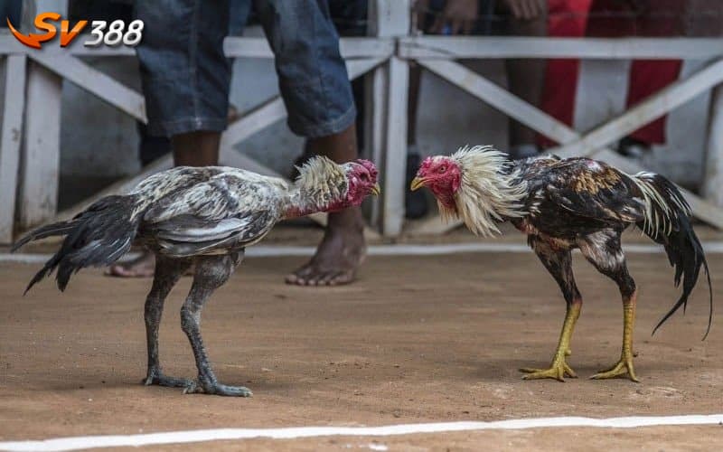 Mánh khóe sử dụng thuốc mê cho gà