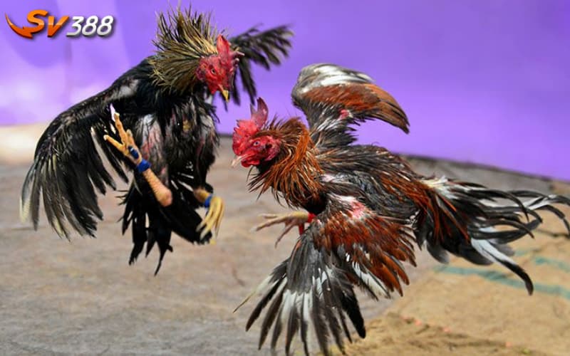 Mánh khóe sử dụng Doping cho gà