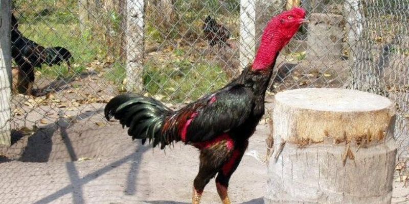 Cách làm cho cổ gà chọi to ra mà 90% sư kê không biết Cách làm cho cổ gà chọi to ra mà 90% sư kê không biết