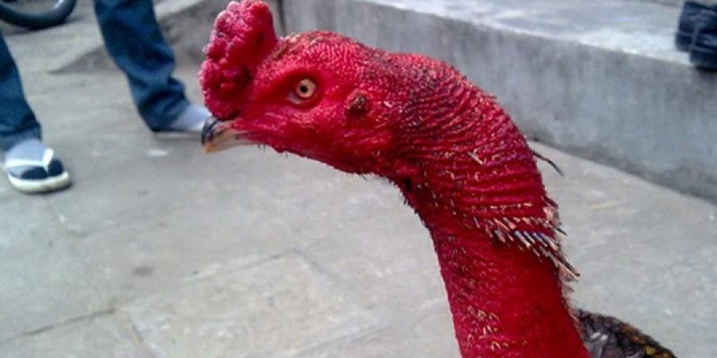 Cách làm cho cổ gà chọi to ra mà 90% sư kê không biết Cách làm cho cổ gà chọi to ra mà 90% sư kê không biết