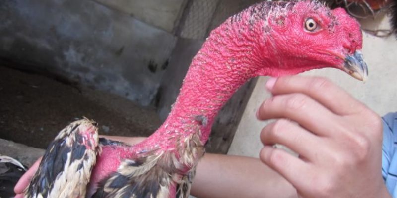 Cách làm cho cổ gà chọi to ra mà 90% sư kê không biết