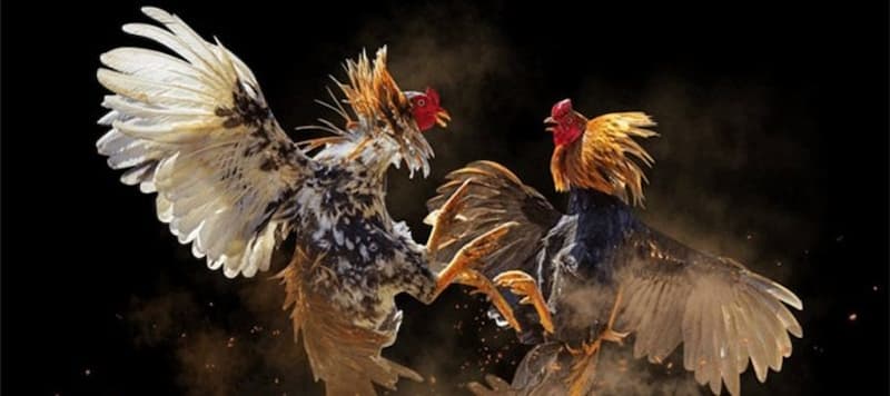 Cách tính tiền cược trong đá gà đúng chuẩn 100%