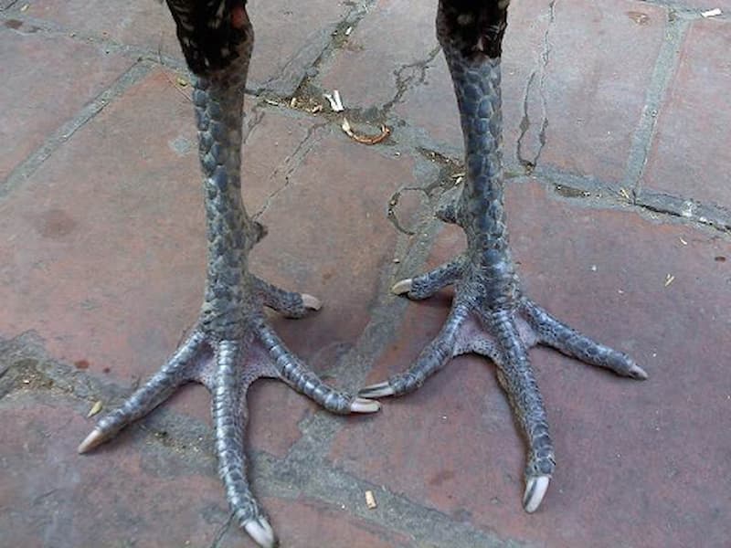 gà chân chì Một số loài gà chân chì phổ biến - Gà lông voi