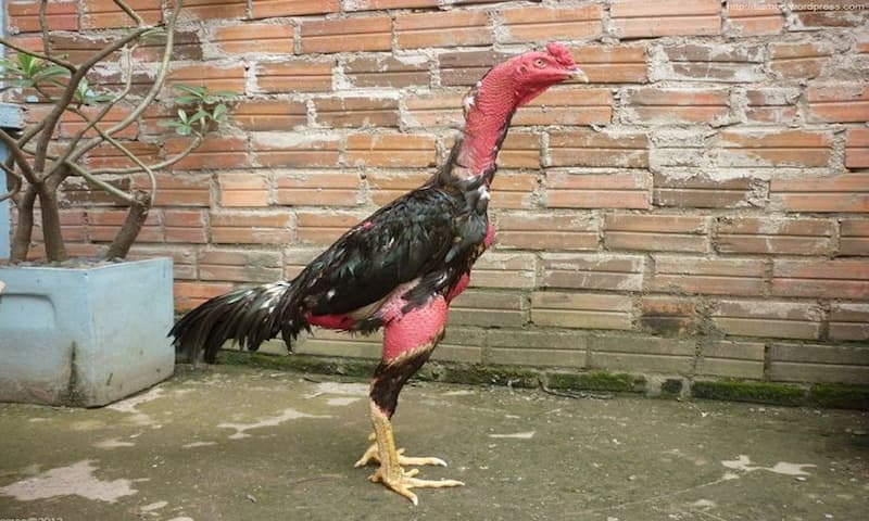 Gà thay lông Gà sẽ thay lông trong khoảng thời gian bao lâu?