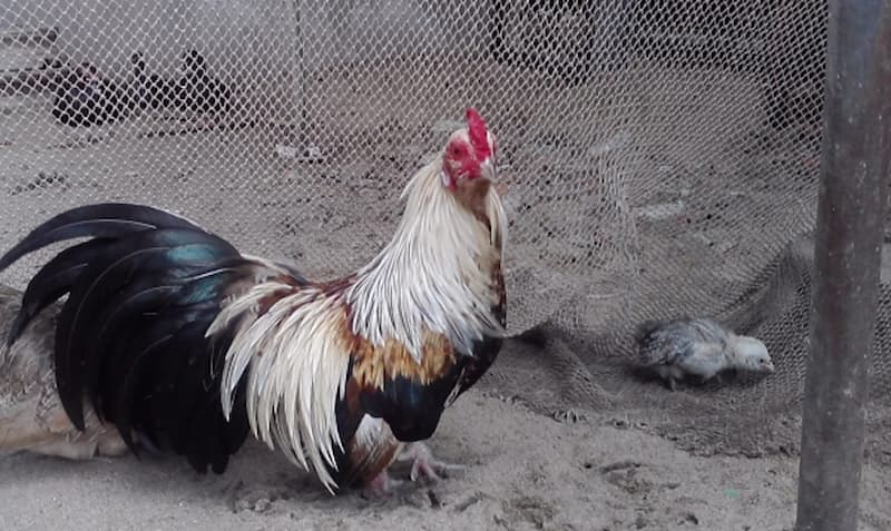 Phương pháp nuôi gà đá có lực mà 90% sư kê không biết