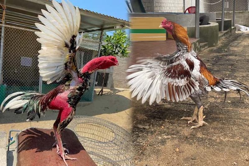 Phương pháp nuôi gà đá mới nhất giúp khỏe mạnh trước trận chiến